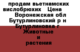 продам вьетнамских вислобрюхих › Цена ­ 1 000 - Воронежская обл., Бутурлиновский р-н, Бутурлиновка г. Животные и растения » Другие животные   . Воронежская обл.